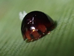 Chilocorus nigritus