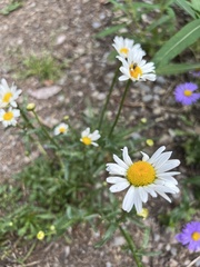 Erigeron glacialis