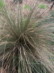 Austrostipa stipoides