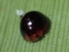 Chilocorus nigritus