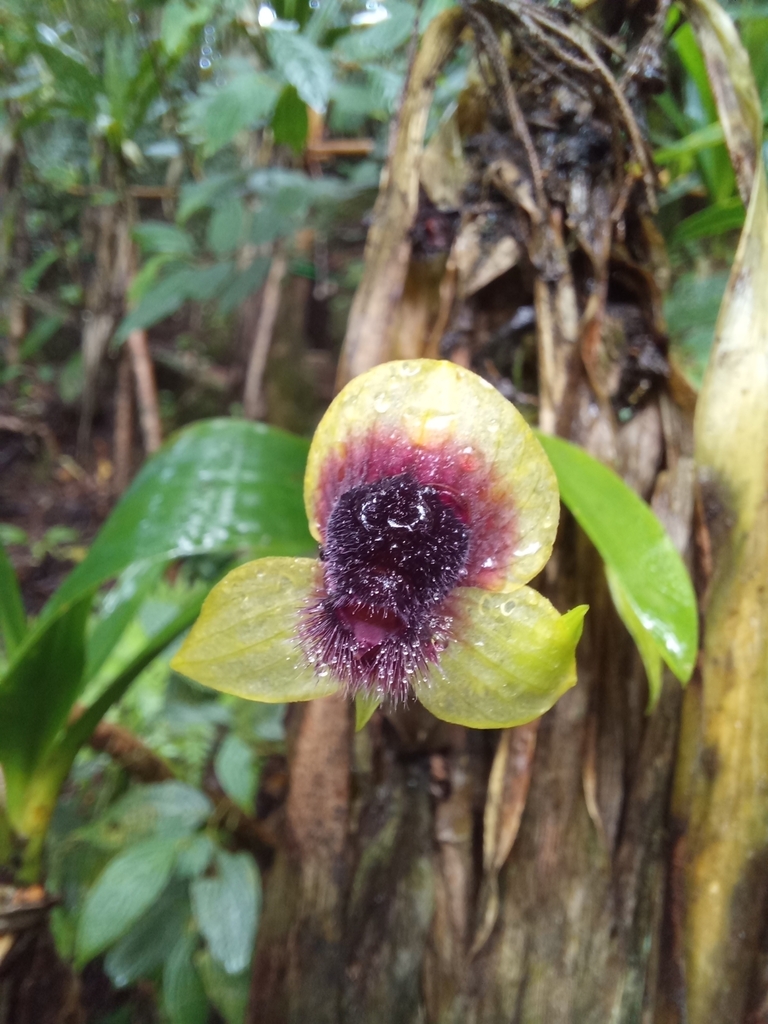 Telipogon biolleyi