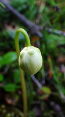 Moneses uniflora