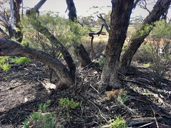 Eucalyptus oleosa oleosa