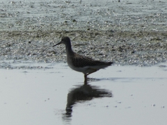 Charadriiformes