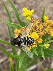 Eristalis dimidiata