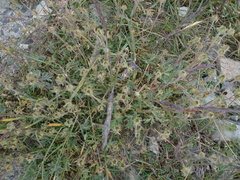 Potentilla arenosa