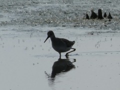 Charadriiformes