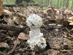 Amanita cokeri