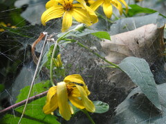 Dolomedes vittatus