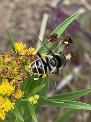 Eristalis dimidiata