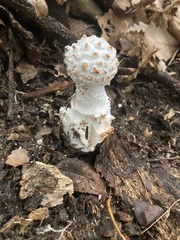 Amanita cokeri