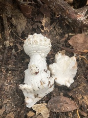 Amanita cokeri