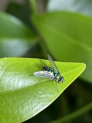 Condylostylus longicornis