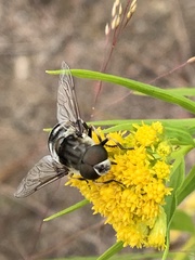 Eristalis dimidiata