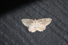 Neoalcis californiaria