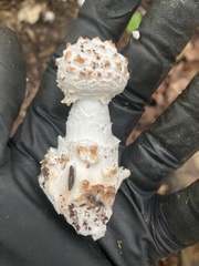 Amanita cokeri