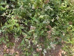 Eupatorium tashiroi