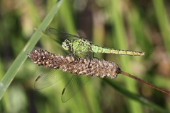 Erythemis collocata