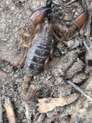 Urodacus manicatus