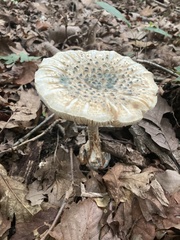 Penicillium
