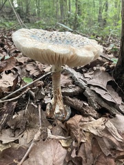 Penicillium