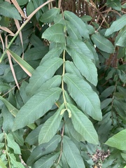 Psidium guajava