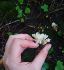 Clavulina coralloides