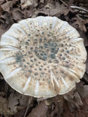 Penicillium