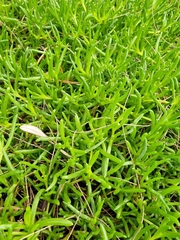 Disphyma crassifolium