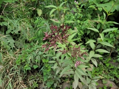 Eutrochium maculatum