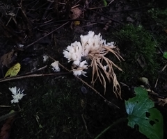 Clavulina coralloides