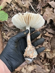 Penicillium