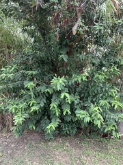 Psidium guajava