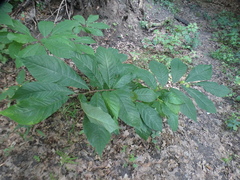 Asimina triloba