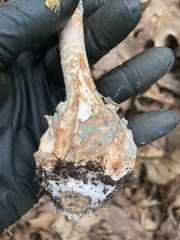 Penicillium