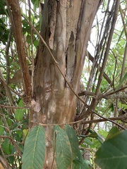 Psidium guajava