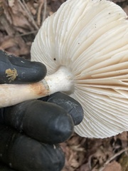 Penicillium