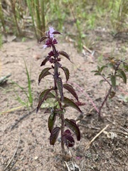 Mentha canadensis