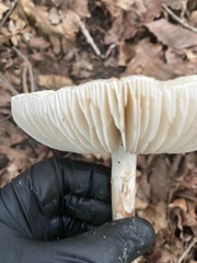 Penicillium