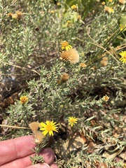 Heterotheca canescens