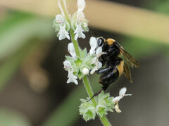 Bombus crotchii