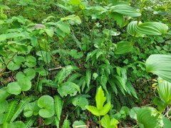 Struthiopteris spicant