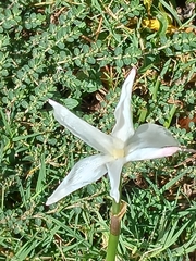 Zephyranthes chlorosolen