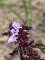 Mentha canadensis