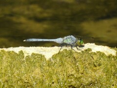Erythemis simplicicollis