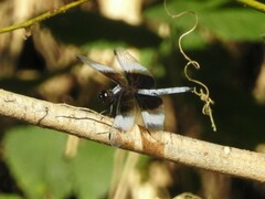Libellula luctuosa