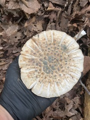 Penicillium