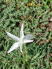 Zephyranthes chlorosolen