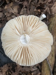 Penicillium