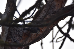 Sitta carolinensis